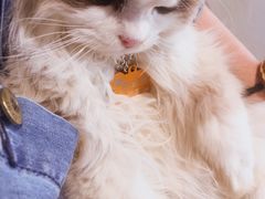 -藏猫猫咖啡主题馆(中央大道店)