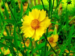 -莲花池公园