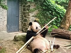 -都江堰中华大熊猫苑