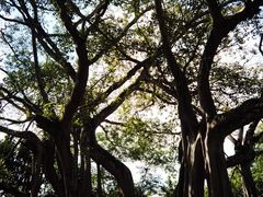 -瑞丽独树成林风景区