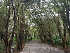 -大湾区中央湿地公园