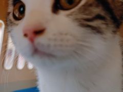 -四月宠物医院·猫专科·心脏专科·内科(转塘店)