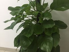 -增城图书馆(荔景大道辅路店)