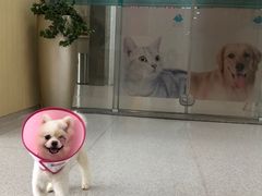 -谐和贝康宠物医院24小时·宠保定点(急重症转诊中心)