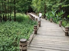 -桤木河湿地公园