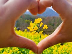 -桑洲油菜花景区