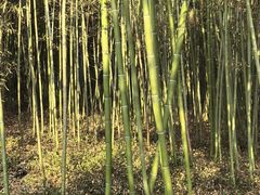 -平湖九龙山旅游度假区