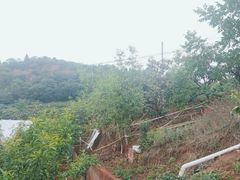 -桃源山庄·水蜜桃采摘·柴火鸡·烧烤团建(龙泉山店)