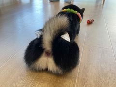 -南京Hallo宠物乐园·哈罗犬舍·柴犬繁育基地