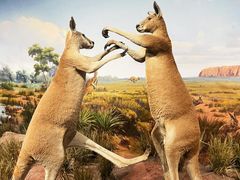 -陕西自然博物馆