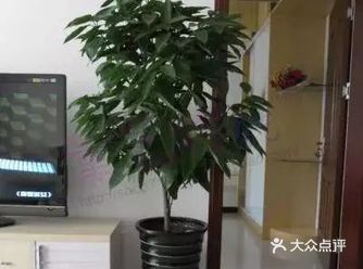 养养花也不错啊。去不了公园在家里也可以欣赏欣赏