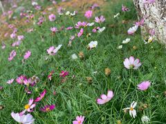 -松山湖梦幻百花洲