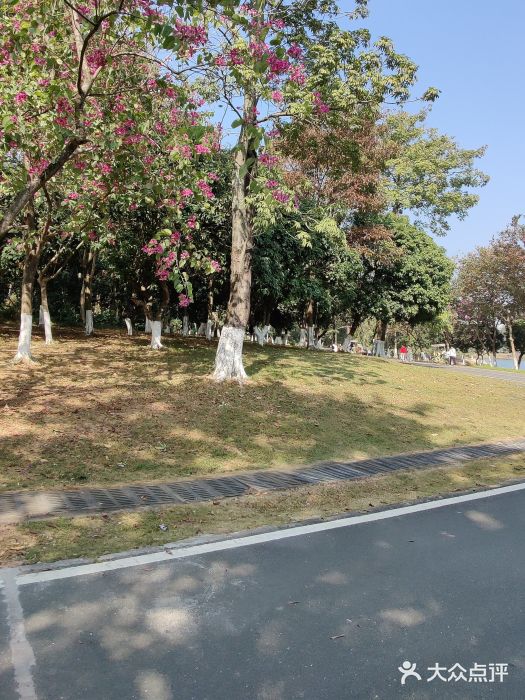 松山湖南湖湾露营营地图片