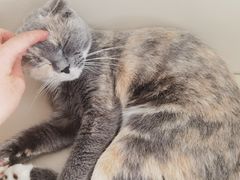 -鼓捣猫呢主题猫咖店