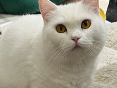 -COLOR PETS 撸猫馆·购猫·猫咖(长风大悦城店)