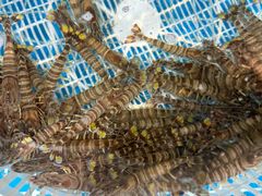 -宾朋海鲜特色美食餐厅·纯手工鲅鱼水饺(兴海路店)