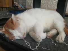 -平行世界·猫咖(首经贸店)