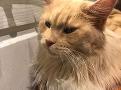 -猫小院猫主题餐厅(三里屯店)