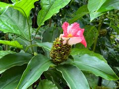 -中国科学院西双版纳热带植物园