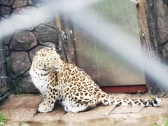 -横道河子东北虎林园