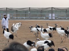 -盐城丹顶鹤湿地生态旅游区