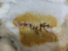 -拜鲁耶动物诊疗中心·宠家动物医院