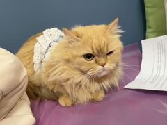 -北京观赏动物医院·24小时大型综合·猫专科·异宠专科