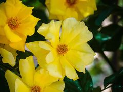 -国家植物园南园