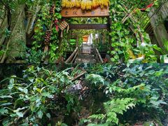 -西双版纳原始森林公园