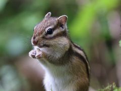 -五营红松林海景区