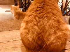 -more than meow吴止猫主题餐厅(承德 中船汇店)