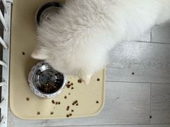 -北京赛佳动物医院