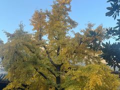 -龙华素斋(龙华路店)