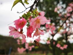 -天适樱花悠乐园