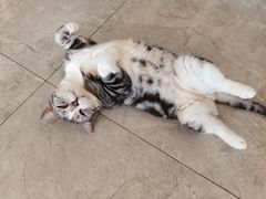 -有猫儿腻咖啡厅.猫咖