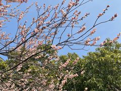 -梅花山(明孝陵内)