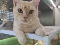 -more than meow吴止猫主题餐厅(承德 中船汇店)