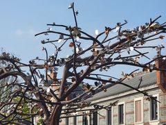 -均和墟历史街区-平和大押