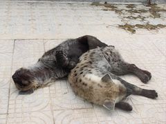 -西霞口神雕山野生动物世界