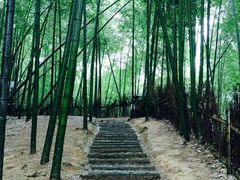 -宁波浙东大竹海景区