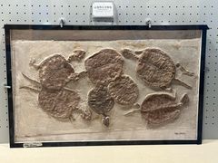 -辽宁古生物博物馆