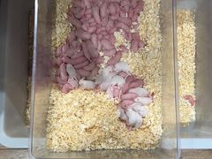 -酷以爬仙阁实体爬宠店·守宫·蜥蜴·专业繁育