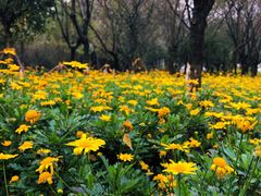 -铁山坪森林公园