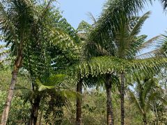 -西双版纳原始森林公园