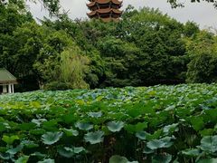 -晓彭肥肠鸡·泡椒鸡火锅(水木天地店)