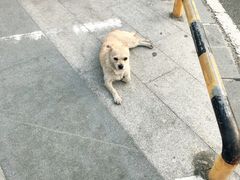 -天后宫民俗文化街