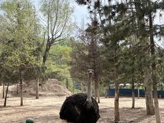 -青藏高原野生动物园