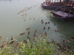 -白洋淀风景区