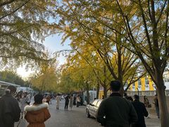 -三里屯东五街银杏大道