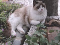 -喵屿·大理花园猫咖